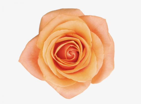 Разновидность Розы Chilis