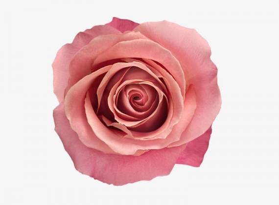 Разновидность Розы Hermosa