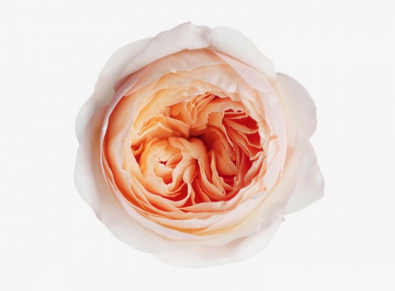 Разновидность садовой Розы David Austin Juliet
