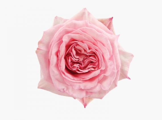 Разновидность садовой Розы Pink Ohara