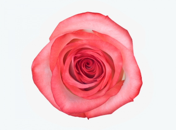 Разновидность Розы Blush