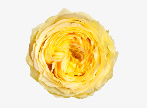 Разновидность садовой Розы Catalina