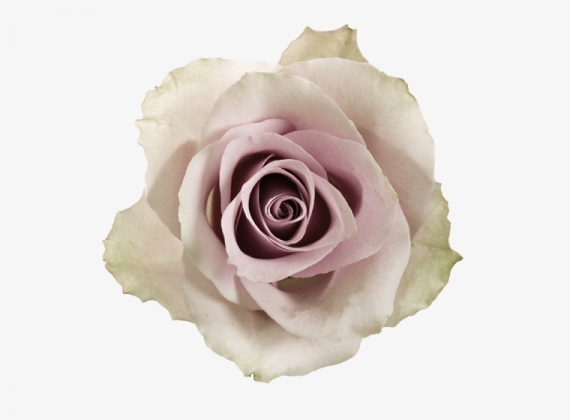 Разновидность Розы Early Gray