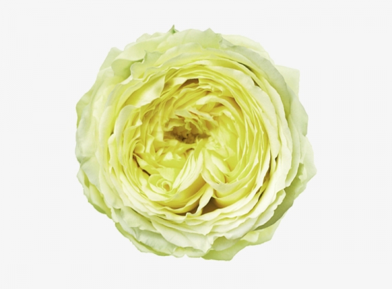 Разновидность садовой Розы Lime Piano