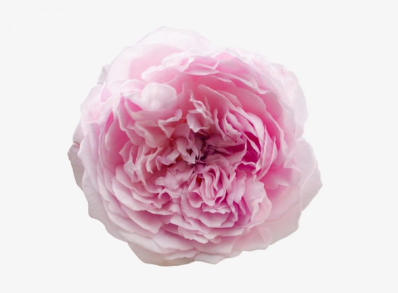 Разновидность садовой Розы David Austin Miranda 