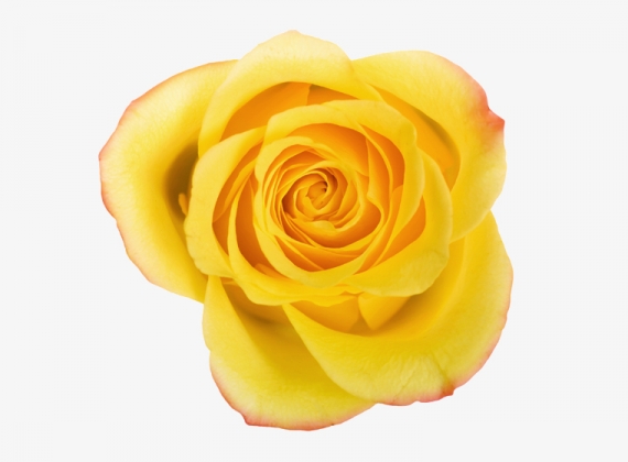 Разновидность Розы Mohana