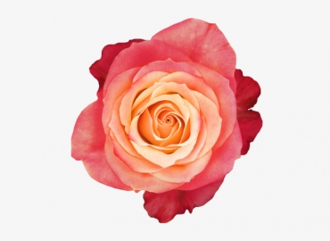 Разновидность Розы 3D