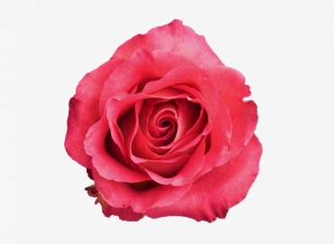 Разновидность Розы Altamira