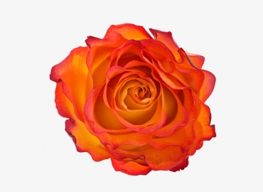 Разновидность Розы Atomic