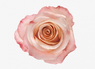 Разновидность Розы Fado