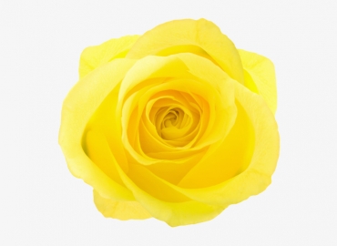 Разновидность Розы Hummer