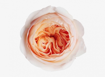 Разновидность садовой Розы David Austin Juliet