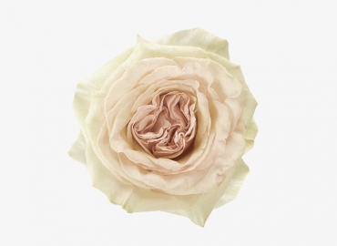 Разновидность садовой Розы White Ohara