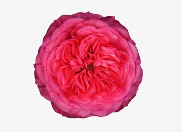 Разновидность садовой Розы Barones