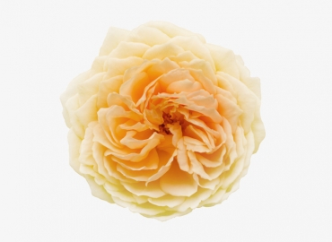 Разновидность садовой Розы Caramel Antique