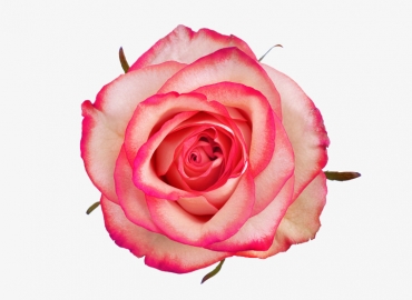 Разновидность Розы Carousel