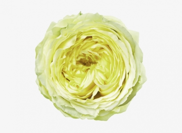 Разновидность садовой Розы Lime Piano