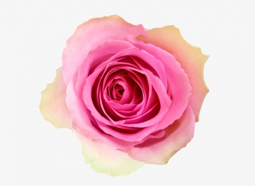 Разновидность Розы Malibu