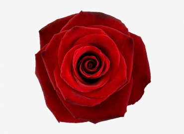 Разновидность Розы Red Paris