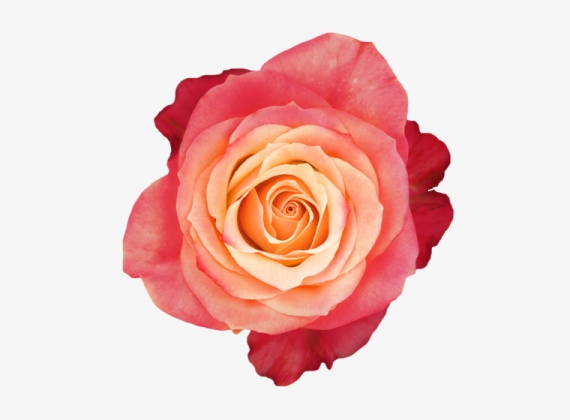 Разновидность Розы 3D