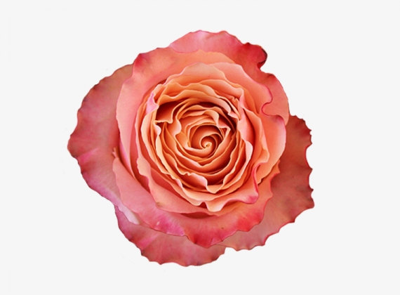 Разновидность Розы Carpe Diem