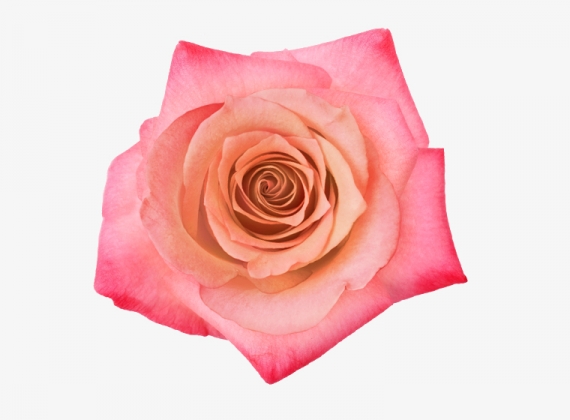 Разновидность Розы Extreme