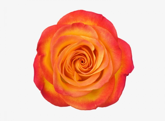 Разновидность Розы High and Orange Magic