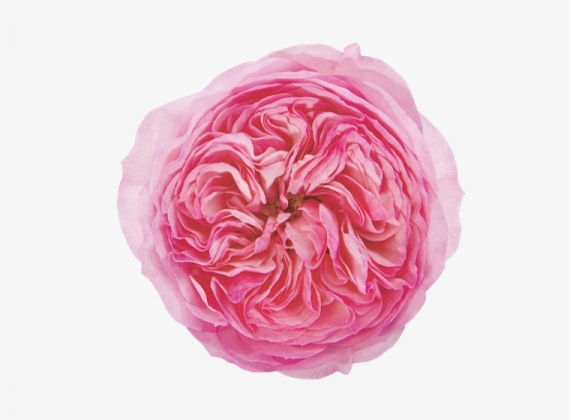 Разновидность садовой Розы Maria Theresa