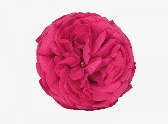 Разновидность садовой Розы Pink Piano