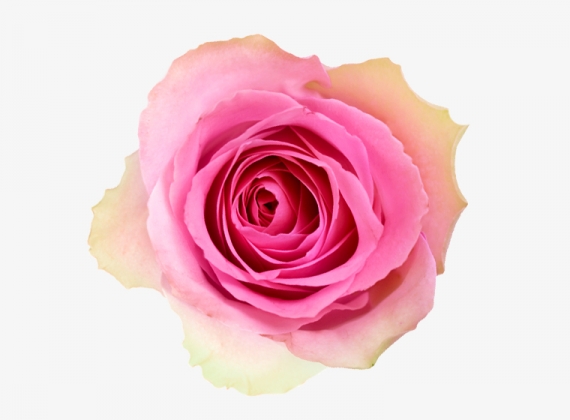 Разновидность Розы Malibu