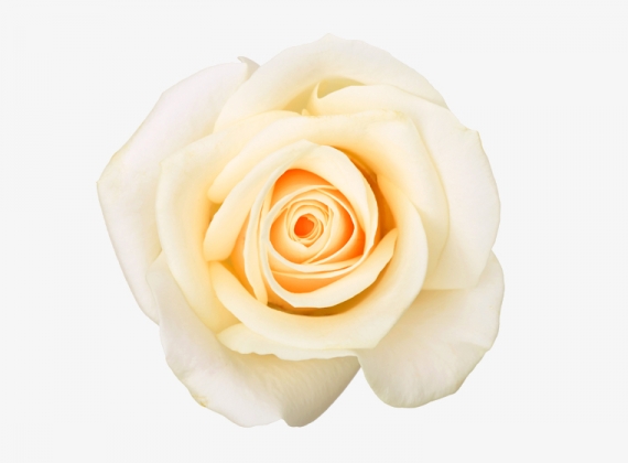 Разновидность Розы Peach Avalanche