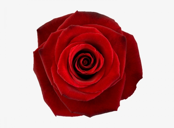 Разновидность Розы Red Paris