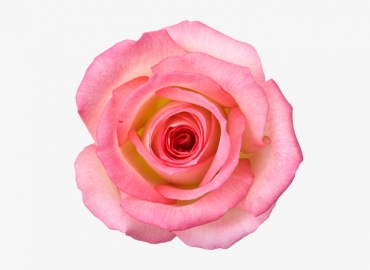 Разновидность Розы Boulevar