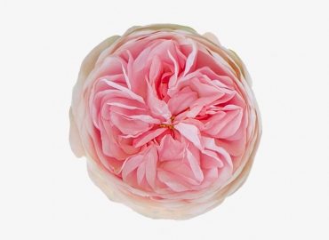 Разновидность садовой Розы Bridal Piano