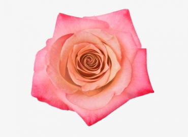 Разновидность Розы Extreme
