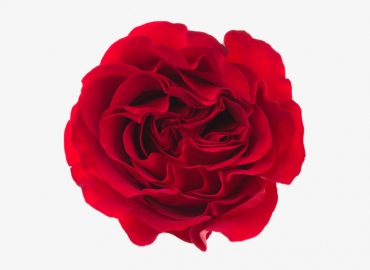 Разновидность Розы Hearts