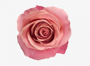 Разновидность Розы Hermosa