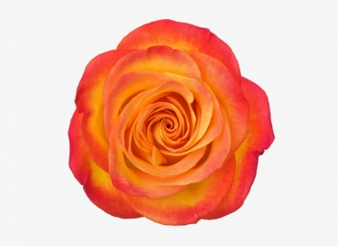 Разновидность Розы High and Orange Magic