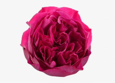 Разновидность садовой Розы David Austin Kate