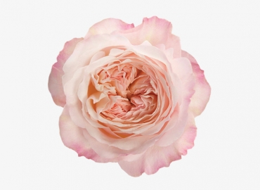 Разновидность садовой Розы David Austin Keira
