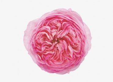Разновидность садовой Розы Maria Theresa