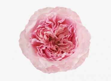 Разновидность садовой Розы Mayra's Rose