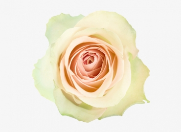 Разновидность Розы La perla