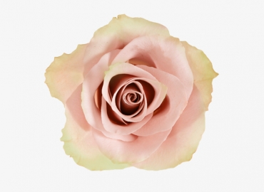 Разновидность Розы Marzipan