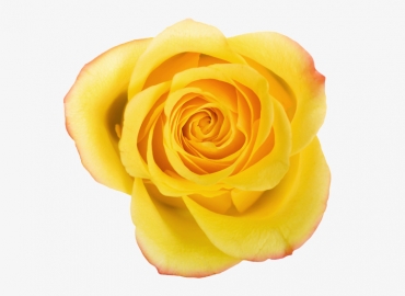 Разновидность Розы Mohana
