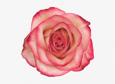Разновидность Розы Paloma