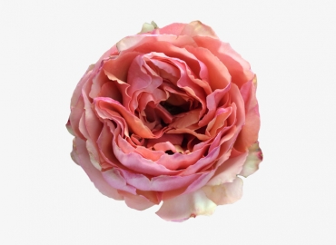 Разновидность садовой Розы Salmanasar